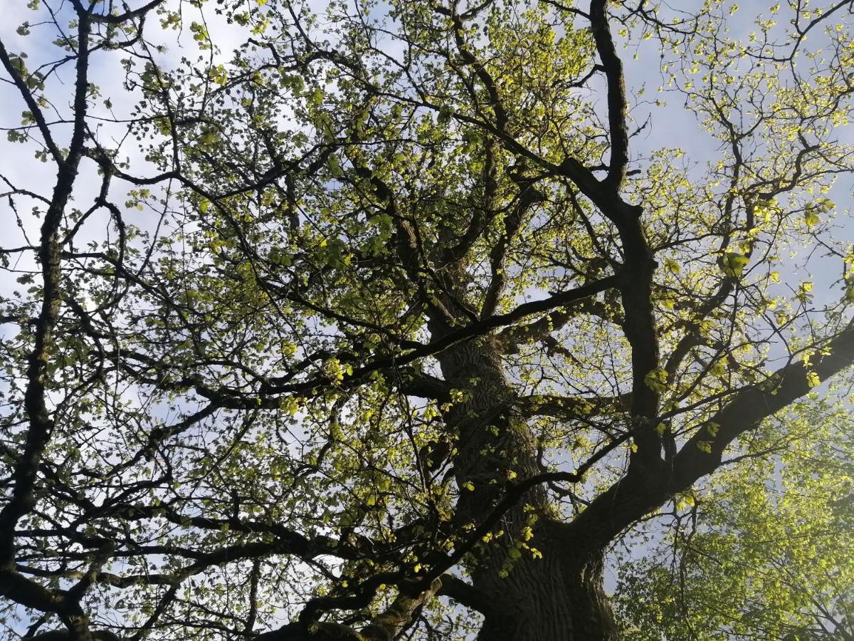 Ostoja Apartman Białowieża Kültér fotó